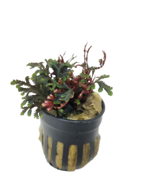 Ruby Red Club Moss (Selaginella erythropus)