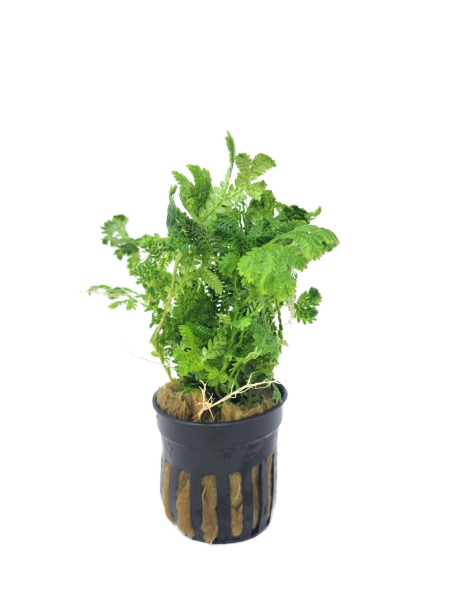 Selaginella kraussiana aurea - potted