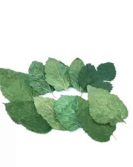 Mulberry Leaves - 10 Pack