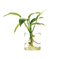 DOOA Glass Pot Maru 95