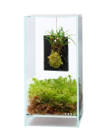 DOOA Terra Plate