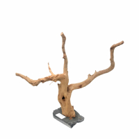 Branch Wood L - C