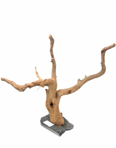 Branch Wood L - C