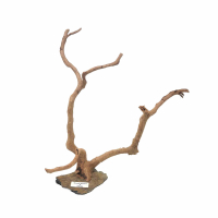 Branch Wood L - D