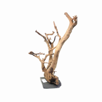 Branch Wood L - F