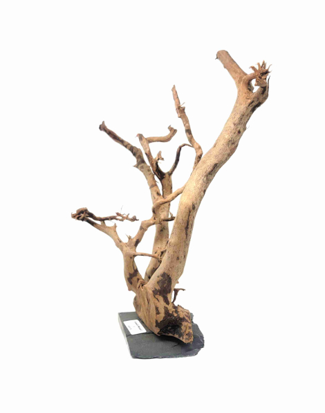Branch Wood L - F