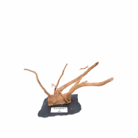 Branch Wood S - C
