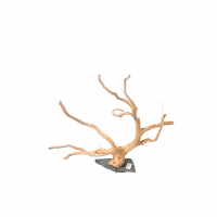 Branch Wood XL - D