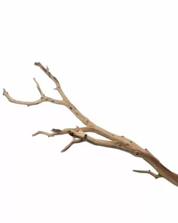 Ghostwood L (A)