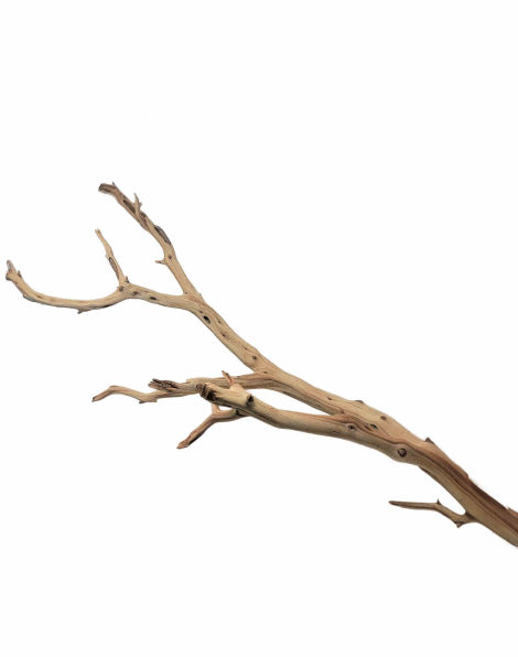 Ghostwood L (A)