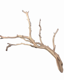 Ghostwood L (B)
