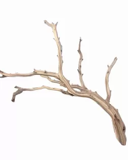 Ghostwood L (B)