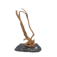 Branch Wood S - D