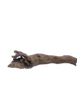 Kapas Root M (A)