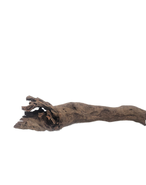 Kapas Root M (A)