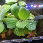 Floating Plants