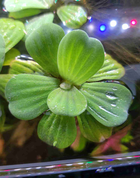 Dwarf Water Lettuce (Pistia stratioes) - portion