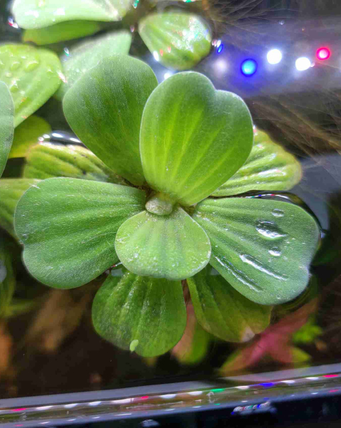 Dwarf Water Lettuce (Pistia stratioes) - portion