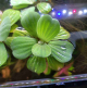 Floating Plants