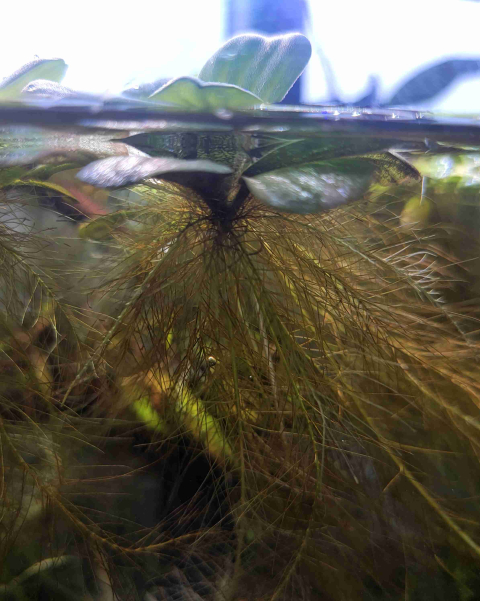 Dwarf Water Lettuce (Pistia stratioes) - portion