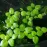 Amazon Frogbit - portion