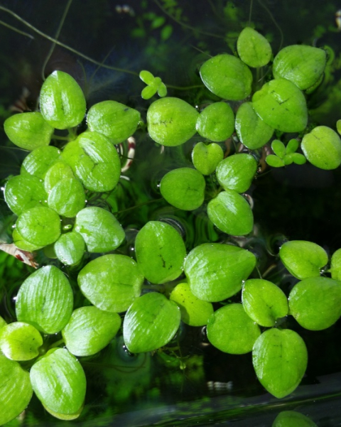 Amazon Frogbit - portion