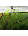 Amazon Frogbit - portion