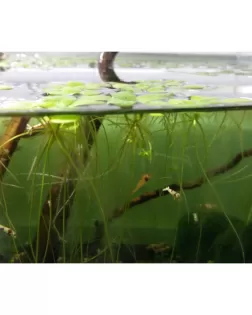 Amazon Frogbit - portion