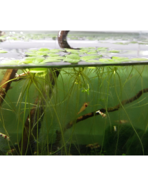 Amazon Frogbit - portion