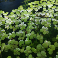 Giant Duckweed (Spirodela polyrhiza) - portion