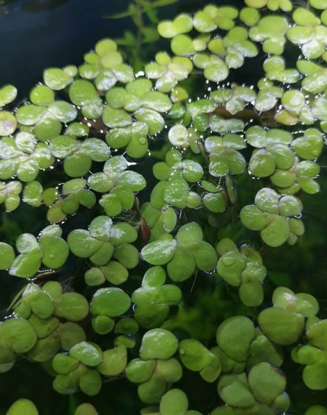 Giant Duckweed (Spirodela polyrhiza) - portion