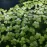 Giant Duckweed (Spirodela polyrhiza) - portion