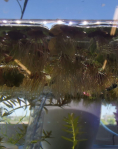 Giant Duckweed (Spirodela polyrhiza) - portion