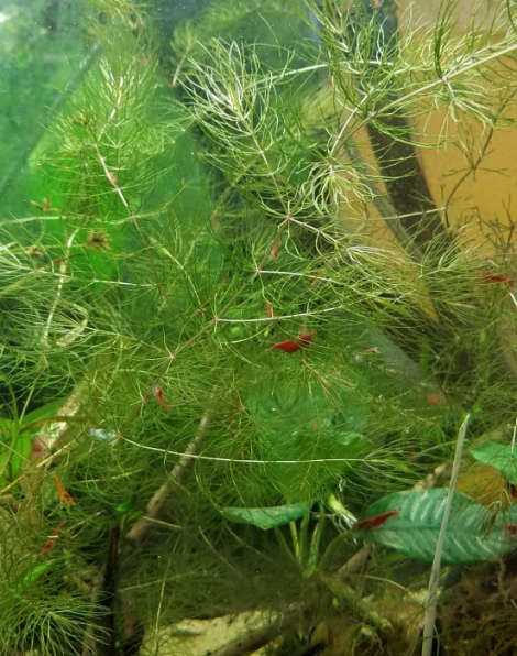 Hornwort (Ceratophyllum demersum)