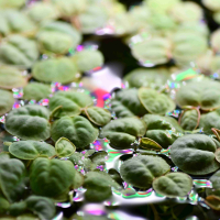 Red Root Floaters - portion