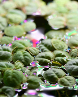 Red Root Floaters - portion
