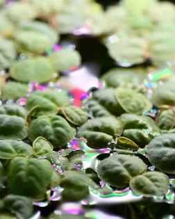 Red Root Floaters - portion