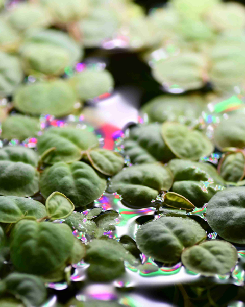 Red Root Floaters - portion