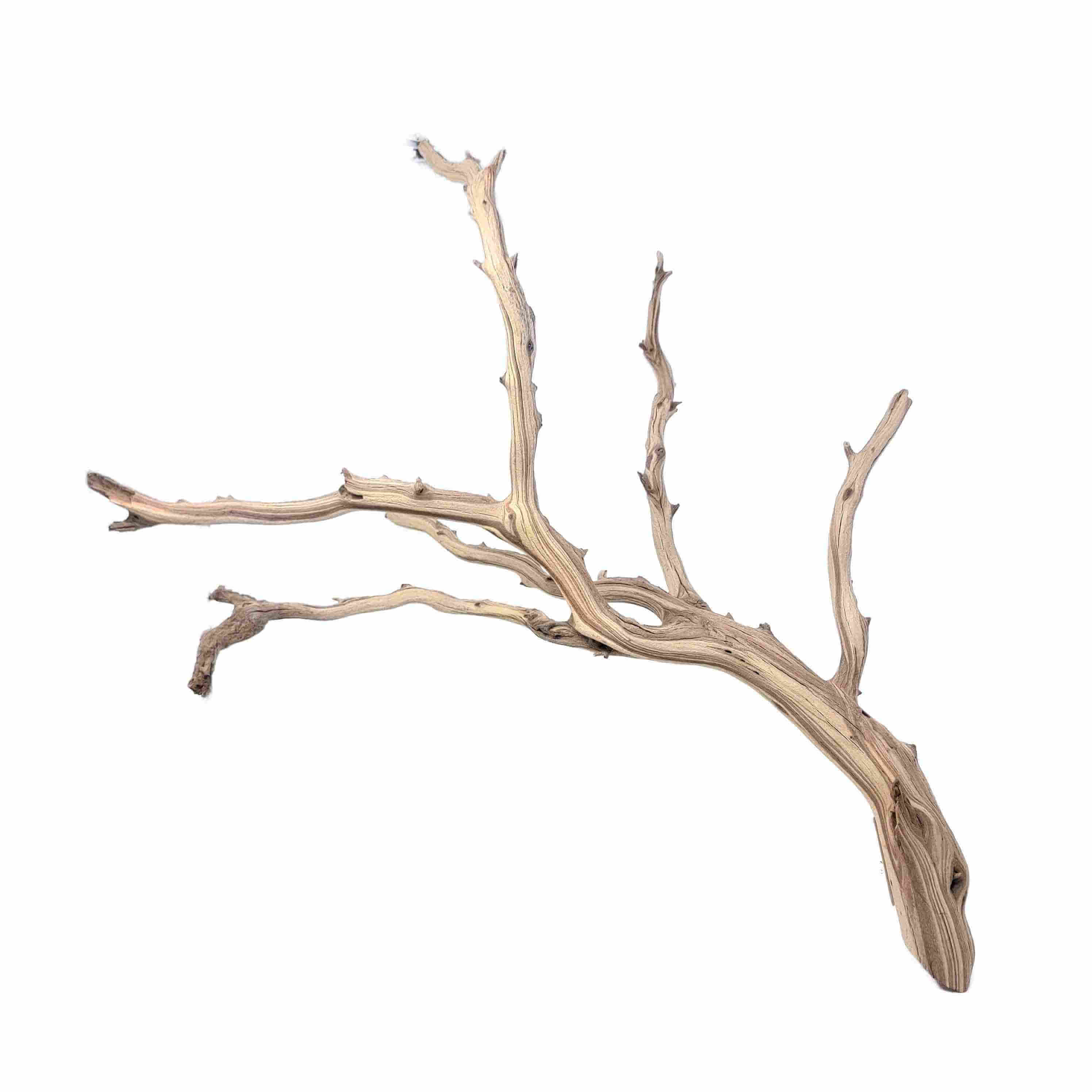 Ghostwood L (B)