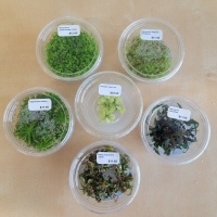 In Vitro Plants
