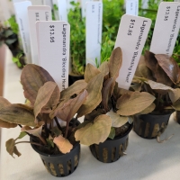 Potted Plants