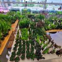 Potted Plants