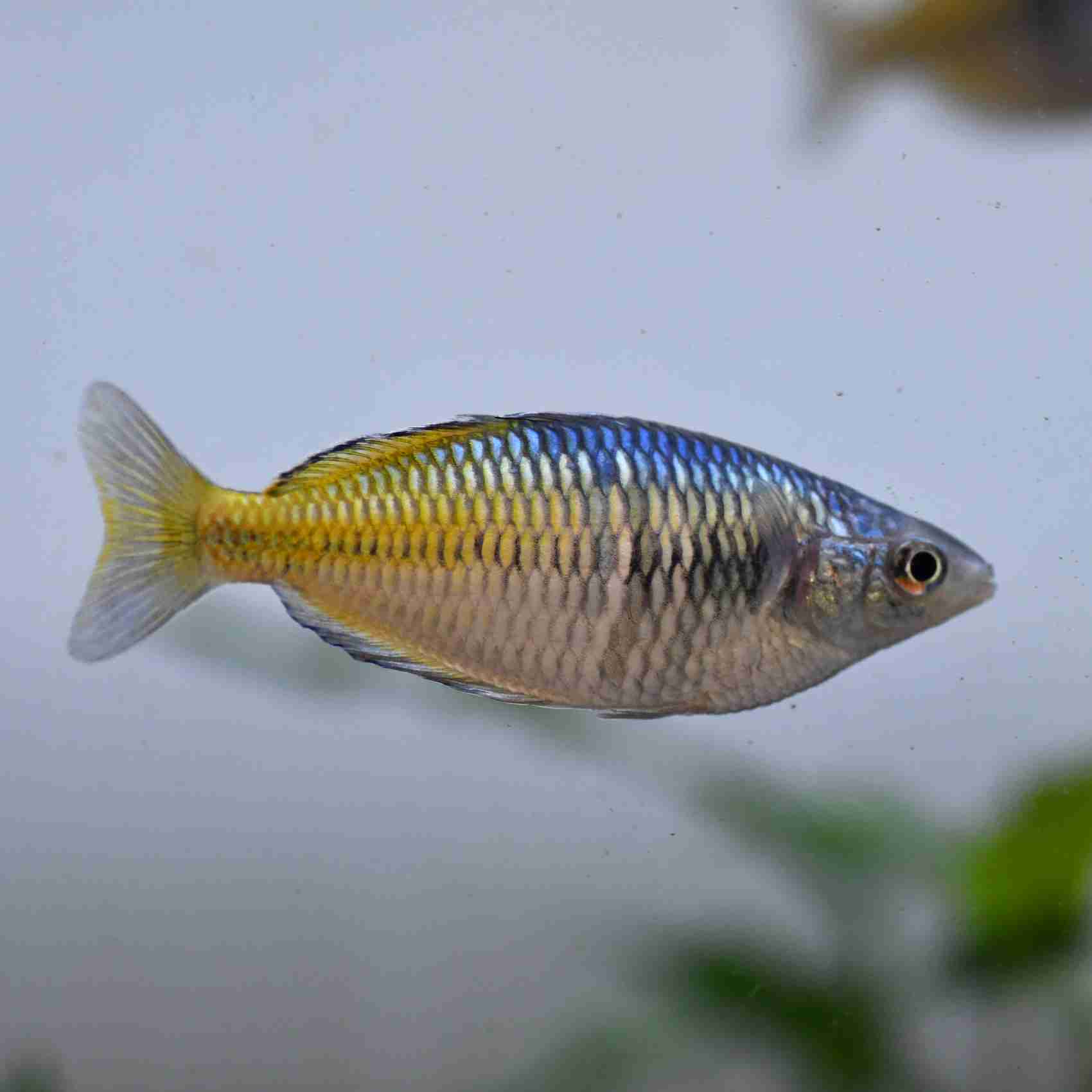 Rainbowfish