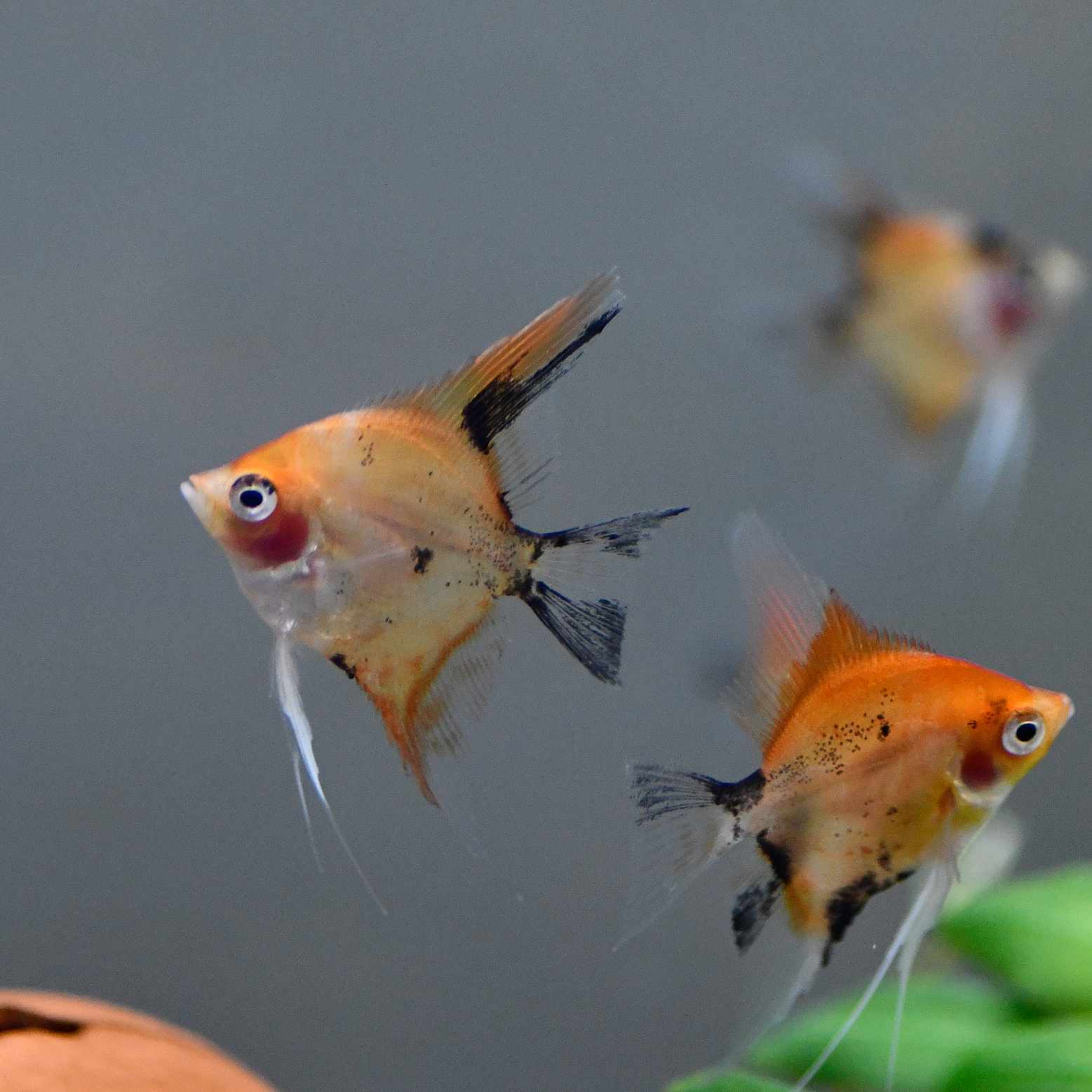 Medium Angelfish Red Devil Angelfish - Medium | AngelFins