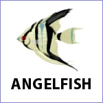 Angelfish