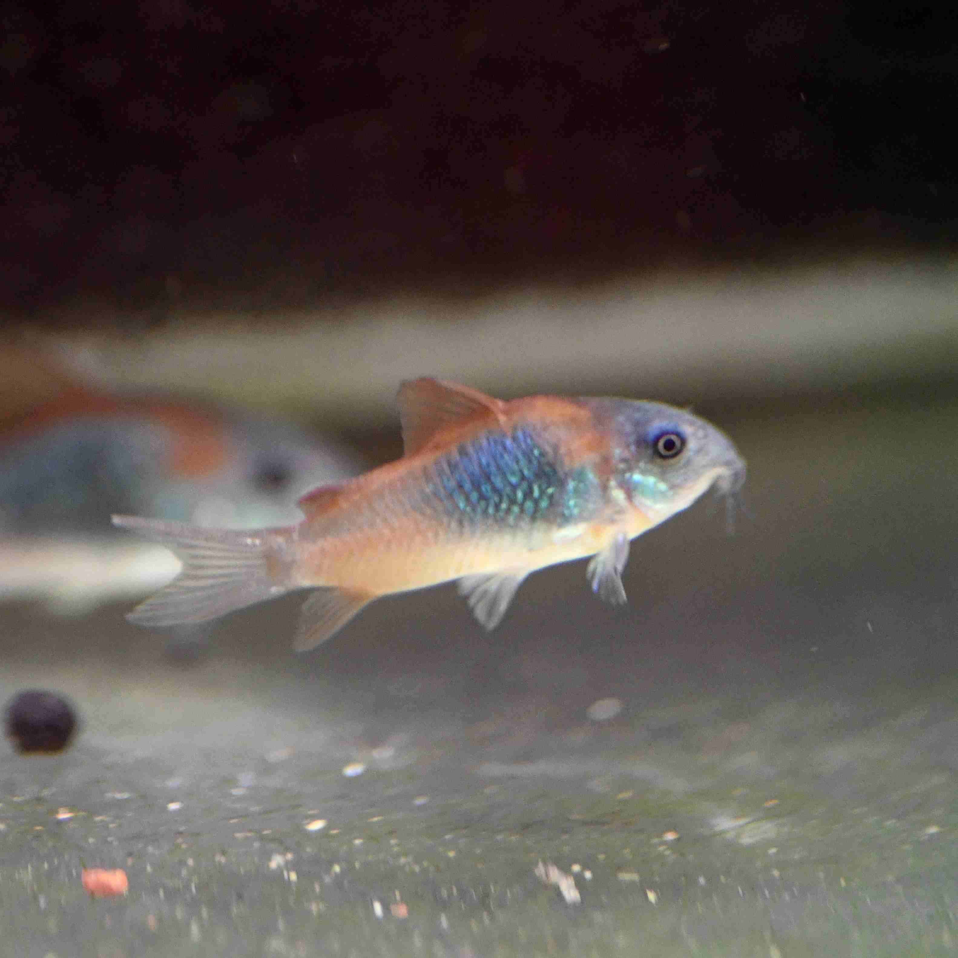 Corydoras venezuelanus orange - $13.00