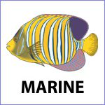 Marine Fish